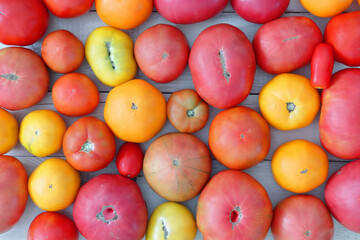 Tomatoes harvested from the garden