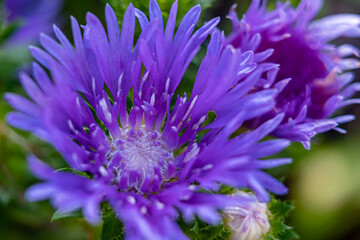 Details of the flowers and buds of the Stokesia, which still blooms beautifully in autumn