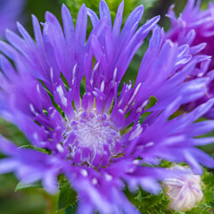 Details of a newly opened Stokesia flower