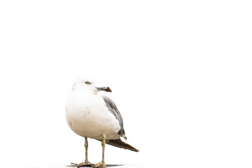 Obraz premium Seagull perched against white background.