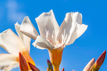 The flowers and buds of a white Nerium oleander stand out against the blue sky