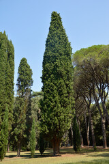 Fototapeta na wymiar green giant thuja trees