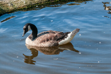 Canada Goose (Branta canadensis) in park, Keil, Schleswig-Holstein, Germany