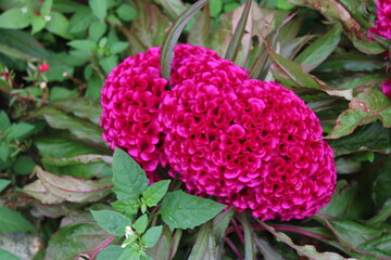 Bright pink celosia, or 
