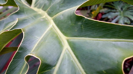 close up of tropical green plant. abstract jungle leaf concept