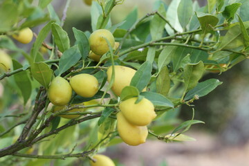 Lemon | Citron