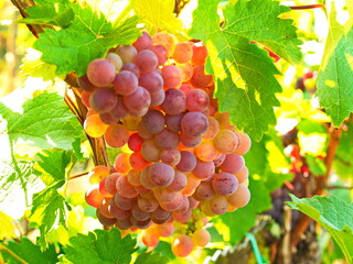 Weinlese an der Mosel in einem Weinberg in der Nähe von Luxembourg . Roter Elbling 