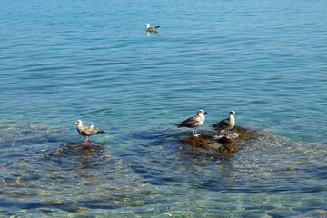 sea gulls standing on the rocks in the sea       