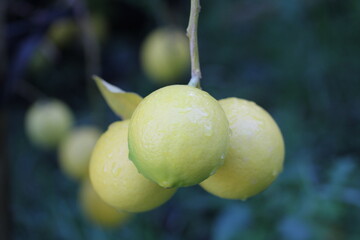 Lemon | Citron