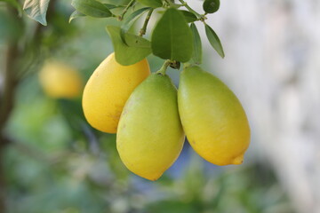 Lemon | Citron