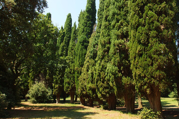 green giant thuja trees