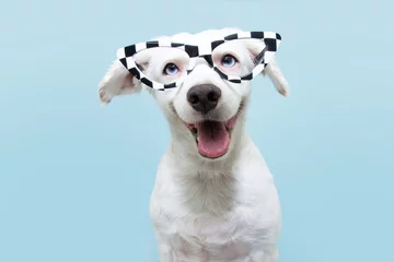Fototapete Tierärzte Lustiger Hund mit Brille feiert Halloween oder Karneval. Glücklicher Ausdruck. Auf blauem Hintergrund isoliert.