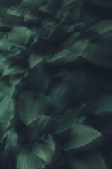 Textured motion blur long exposure of green plants and flowers. Green abstract swirling...