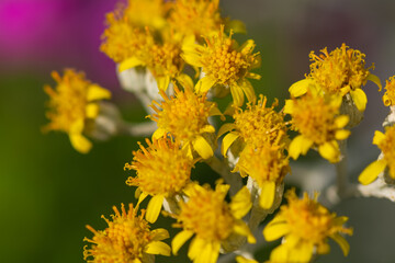 Close up on pretty dainty yellow summer flowers