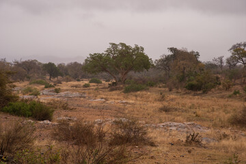 Naklejka premium A dry riverbed on a misty morning on safari in South Africa.