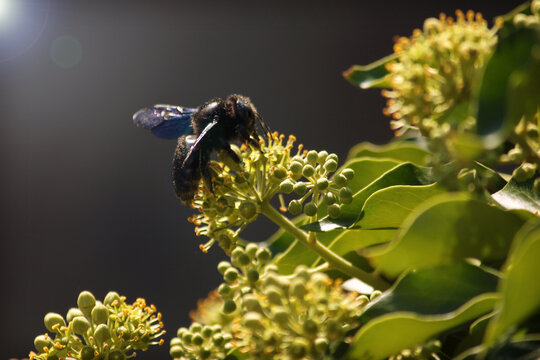 Abeille charpentiere - xylocope