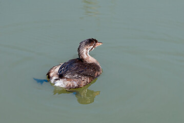 Pied-billed Grebe (Podilymbus podiceps) in Malibu Lagoon, California, USA