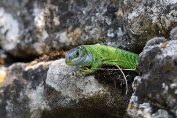 Western Green Lizard (Lacerta bilineata)  sits in a dry stone wall Germany
