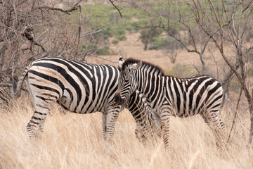 Fototapeta na wymiar A Zebra foal staying close to its mother for protection.