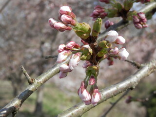 春の風景・開花寸前のサクラの蕾