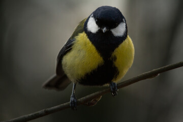 yellow wagtail on a branch in winter