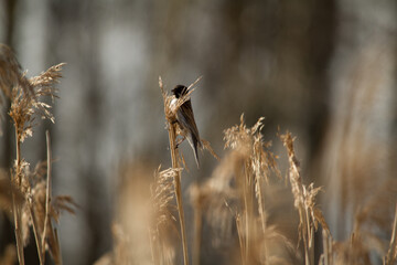 a small bird on a branch