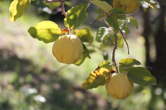quince | coing