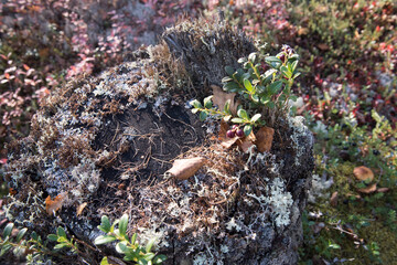 Forest berry, lingonberry growing on a tree stump against a blue sky