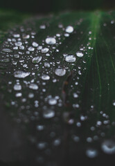 water drops on a leaf