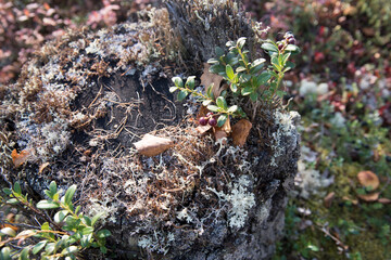 Forest berry, lingonberry growing on a tree stump against a blue sky