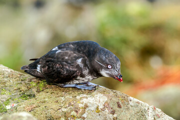 Least Auklet (Aethia pusilla) at St. George Island, Pribilof Islands, Alaska, USA