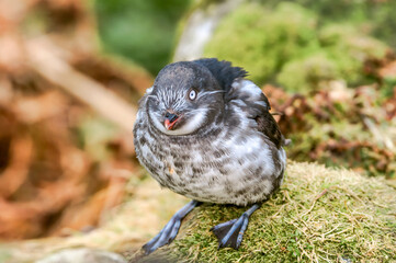 Least Auklet (Aethia pusilla) at St. George Island, Pribilof Islands, Alaska, USA