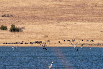 Naklejka premium A herd of wildebeest on the banks of a large body of water in winter.