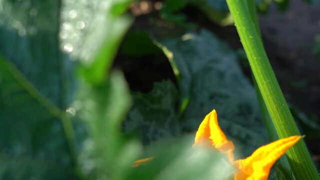 The bee sits on the Yellow Pumpkin Flower and hides behind the leaves. Slow motion. Insects pollinating pumpkin. Sunny summer day.