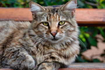 Portrait Of a brown striped Tabby Cat On Wooden Bench outside