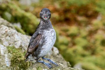 Least Auklet (Aethia pusilla) at St. George Island, Pribilof Islands, Alaska, USA