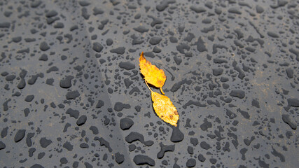 Fototapeta na wymiar Autumn leaf with raindrops on car hood