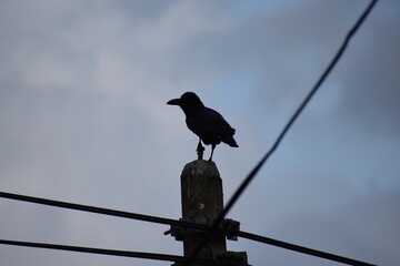 Crow on a Light Post