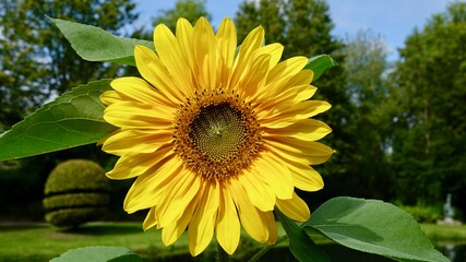 Sonnenblumen im Sommer