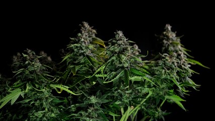 A medical cannabis bush with big cones on a black background. 