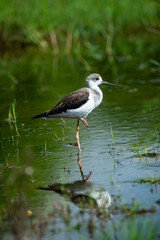 Black winged stilt or Himantopus himantopus portrait with reflection in water on one leg in natural green background at keoladeo ghana national park or bharatpur bird sanctuary rajasthan india