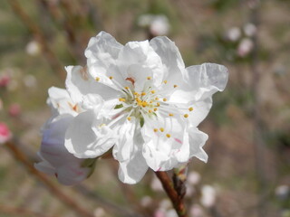 八重桜の花部分
