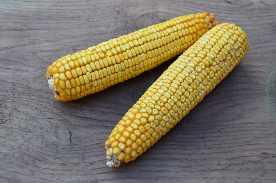 Raw Yellow Corn on the Cobb stock photo