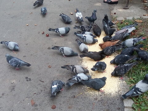 A flock of hungry pigeons feeds in the park