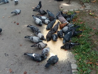 A flock of hungry pigeons feeds in the park