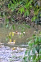 Naklejka premium great crested grebe