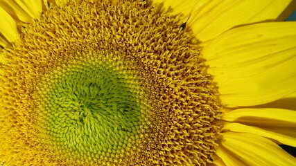 Sonnenblumen im Sommer