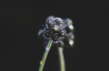 macro of dandelion