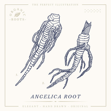 Angelica root botanical vintage retro illustration. herbal medicine garden angelica, wild celery, and Norwegian angelica