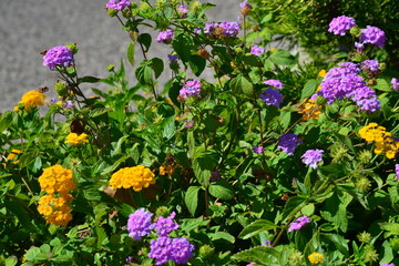 Fototapeta premium Street flowers